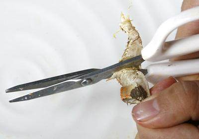 陽澄湖大閘蟹怎么吃？食陽澄湖大閘蟹注意事項