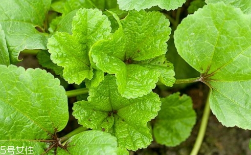 冬寒菜多少錢(qián)一斤？