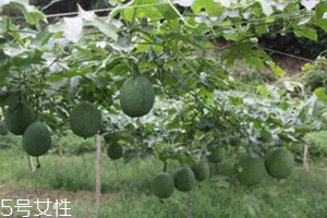 吊瓜怎么吃？吊瓜這樣做最好吃