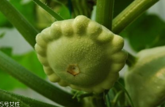 飛碟瓜蓮花果的功效作用 飛碟瓜怎么吃？