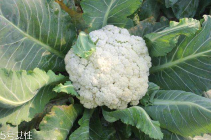 花椰菜吃的是什么部位？花苞部位最營(yíng)養(yǎng)