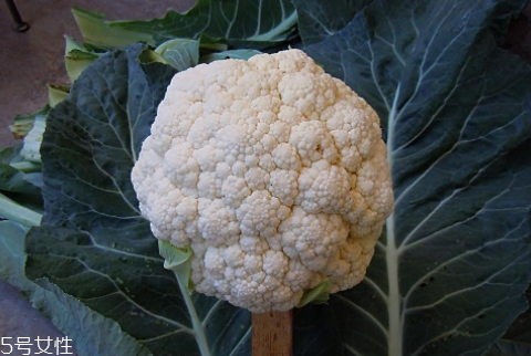 孕婦可以吃花椰菜嗎？促進(jìn)孕婦免疫力