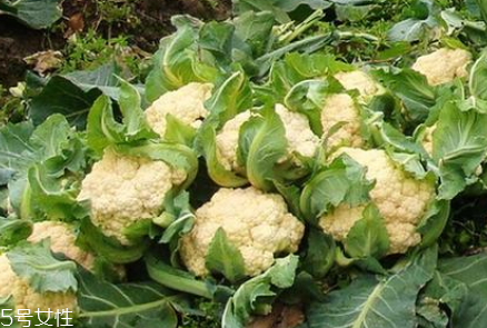 孕婦可以吃花椰菜嗎？促進(jìn)孕婦免疫力