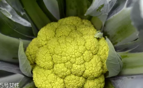 花菜在冰箱能放幾天？不要超過7天