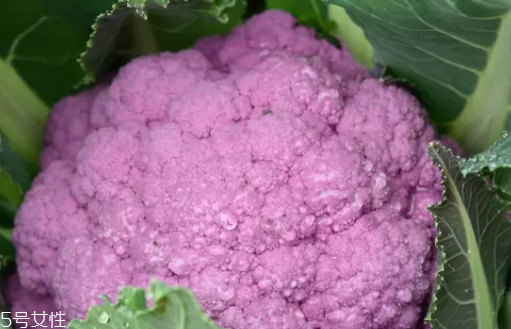 花菜在冰箱能放幾天？不要超過7天