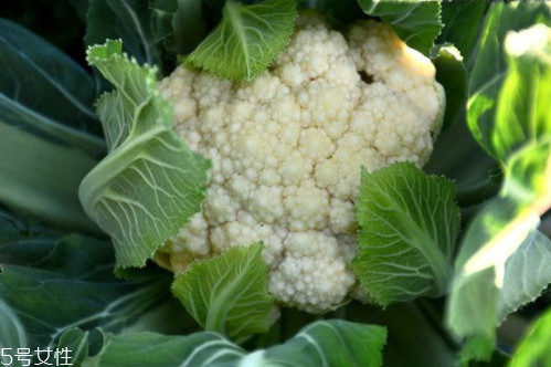 花菜怎么洗才干凈？一定要把蟲子洗掉