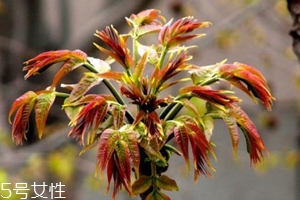 香椿怎樣長(zhǎng)期保存？這樣做可儲(chǔ)存一年
