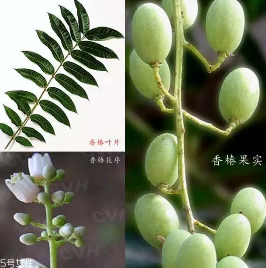 香椿和臭椿有什么區(qū)別？臭椿有毒不能吃