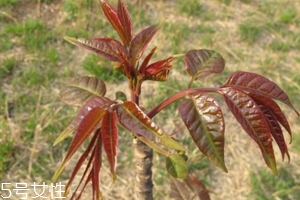 香椿和臭椿有什么區(qū)別？臭椿有毒不能吃