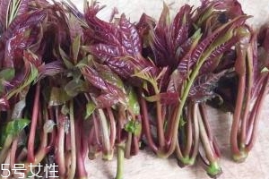 香椿種子多少錢一斤？30～40元左右