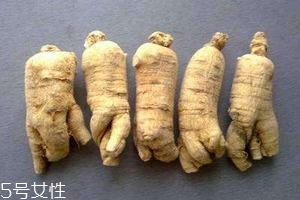 西洋參會回奶嗎？不用擔(dān)心這個問題