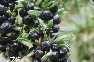 黑枸杞會(huì)過期嗎？這類都有保質(zhì)期