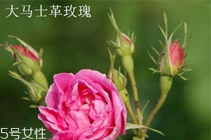 大馬士革玫瑰和平陰玫瑰哪個(gè)好？