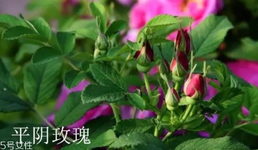 大馬士革玫瑰和平陰玫瑰哪個(gè)好？