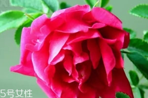 苦水玫瑰多少錢一斤？