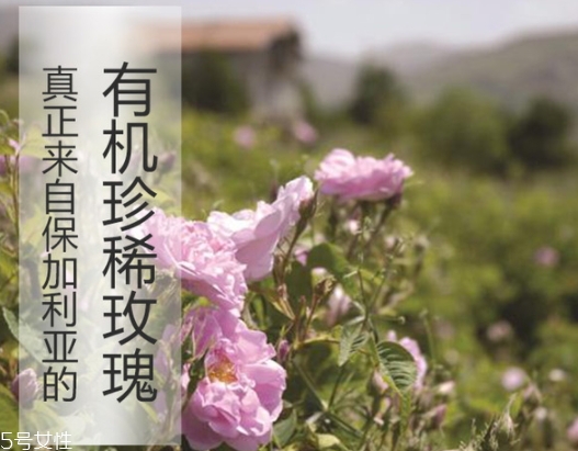 純露可以代替爽膚水嗎？