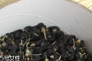 黑枸杞能和紅枸杞一起泡嗎？