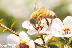 麥盧卡蜂蜜和普通蜂蜜有什么區(qū)別？貴得有理由