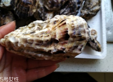 生蠔會有珍珠嗎？有這個可能