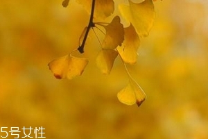 銀杏膠囊主要治什么?。?><p><strong>銀杏膠囊主要治什么??？</strong></p></a></li> <li><a href=