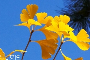 銀杏膠囊可以長期吃嗎？可以長期吃