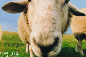 綿羊油和貂油哪個(gè)好？