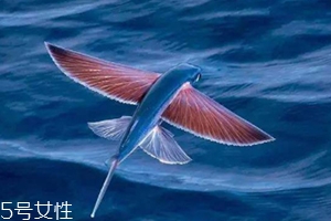 飛魚籽是什么魚的籽？壽司美味的秘訣