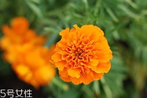 葉黃素多少錢一瓶？