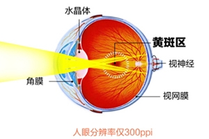 葉黃素和藍(lán)莓素哪個好？更推薦葉黃素
