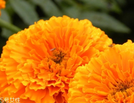 葉黃素可以空腹吃嗎？服用葉黃素要注意這些問題
