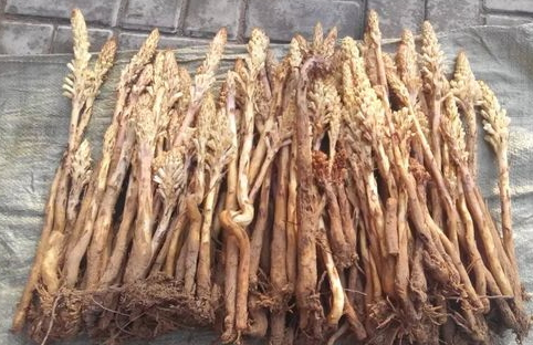 肉蓯蓉能和茶泡水喝嗎 兩者分開(kāi)喝比較為宜