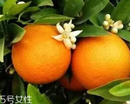 柑橘調香水好聞嗎？吃了這個大橘子