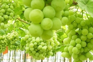 葡萄籽會上火嗎？正常是不會的