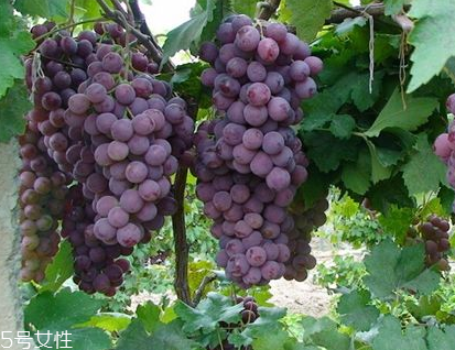 葡萄籽會上火嗎？正常是不會的