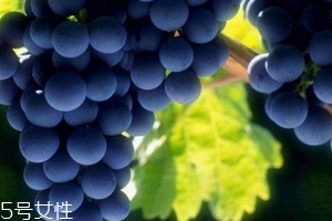 葡萄籽會發(fā)胖嗎？不會發(fā)胖