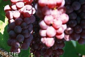 葡萄籽能直接嚼著吃嗎？不建議這樣吃