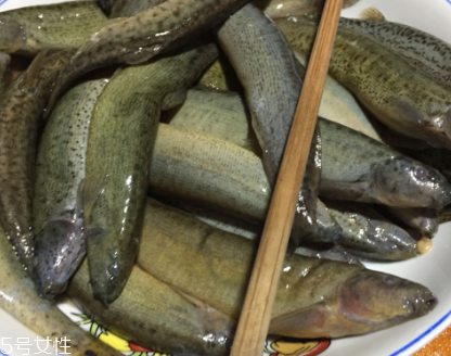 泥鰍是鯰魚嗎？泥鰍跟鯰魚不同