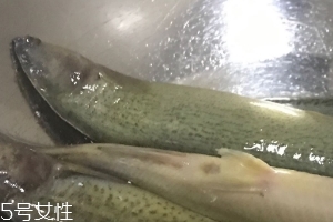 泥鰍會(huì)吃小魚(yú)嗎？這個(gè)是不會(huì)的