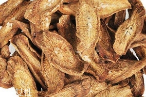 牛蒡茶是什么做的？牛蒡茶是樹根嗎？