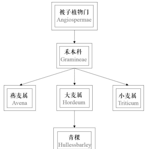 青稞是大麥嗎？青稞是小麥嗎