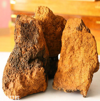 樺樹茸怎么吃？樺樹茸正確吃法