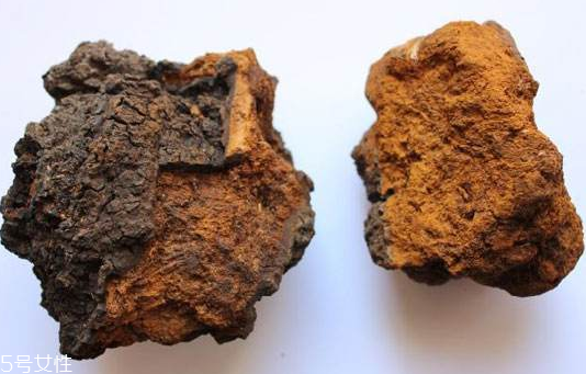 樺樹(shù)茸是樹(shù)黃嗎？樺樹(shù)茸屬于什么
