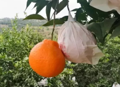 耙耙柑多少錢一斤？耙耙柑市為什么那么貴
