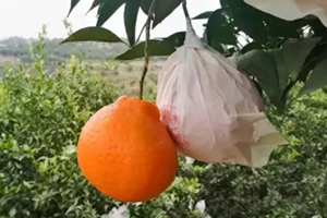 春見為什么叫耙耙柑？春見和耙耙柑區(qū)別