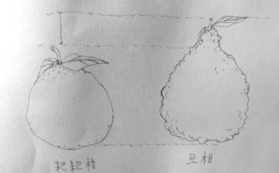 耙耙柑和不知火哪個(gè)好？耙耙柑和不知火區(qū)別