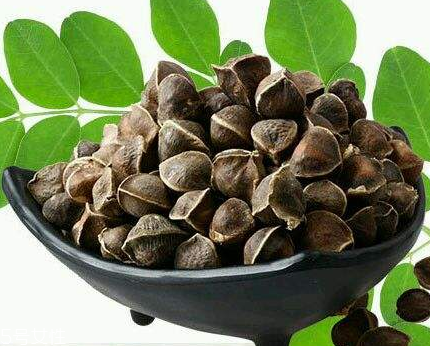 辣木籽能治口臭嗎？口臭吃辣木籽好嗎？