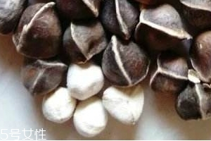辣木籽味道 辣木籽甜還是苦？