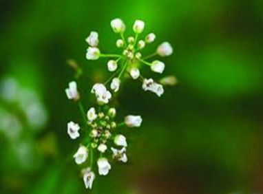 地菜花是什么菜？地菜花是熱性還是涼性