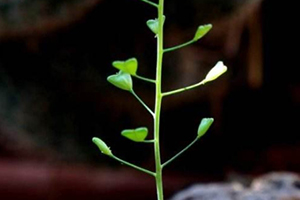 地菜花是什么菜？地菜花是熱性還是涼性
