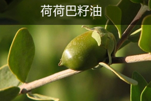 荷荷巴油可以豐胸嗎？荷荷巴油豐胸手法
